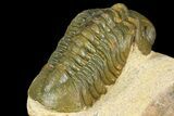 Detailed, Reedops Trilobite - Atchana, Morocco #160728-4